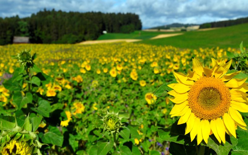 Einzigartige, unberührte Natur